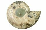 Cut & Polished Ammonite Fossil (Half) - Madagascar #317644-1